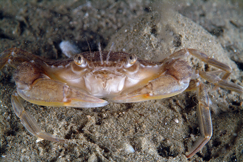 Liocarcinus sp.